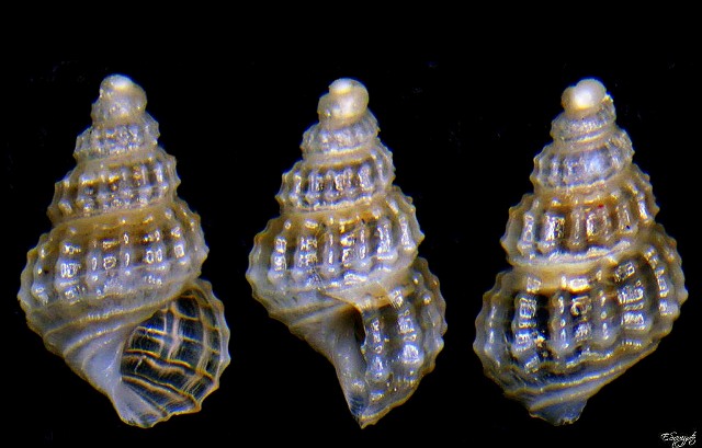 Da confermare: Alvania scabra